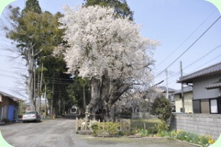 額田神社の山桜